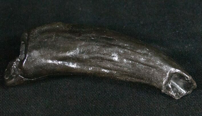 Fossil Sperm Whale Tooth #10092